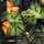 Jungle Green